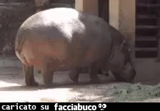 gif animata