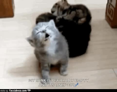 gif animata