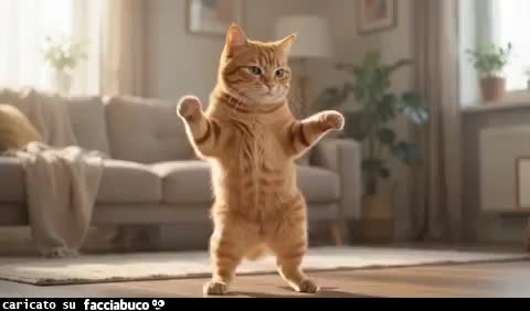 gif animata
