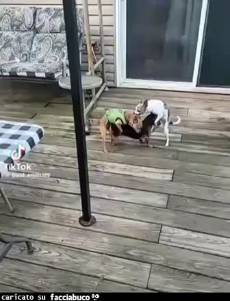 Gif Animata