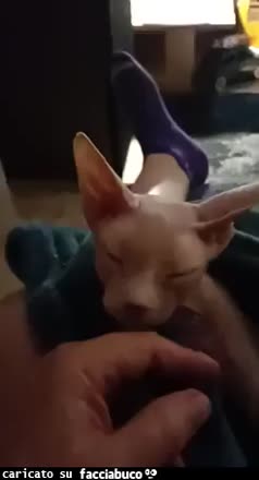 Gif Animata