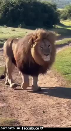Gif Animata