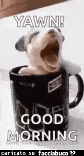 Gif Animata