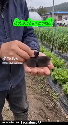 Gif Animata