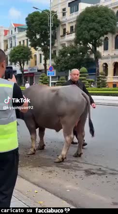 Gif Animata