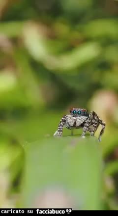 Richiamo nuziale del maschio ragno Maratus