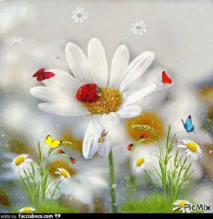 Gif Animata
