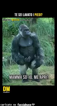 Gif Animata