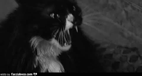gif animata