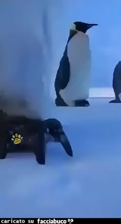 gif animata