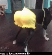 gif animata