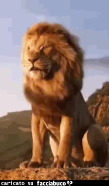 gif animata