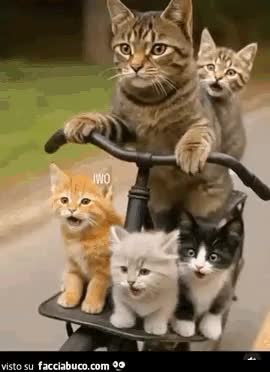 Gif Animata