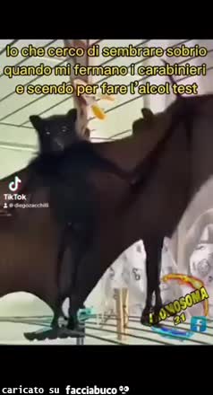 Gif Animata