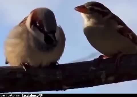 Gif Animata