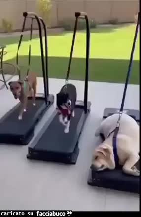 Gif Animata