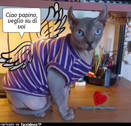gif animata