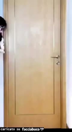 Gif Animata