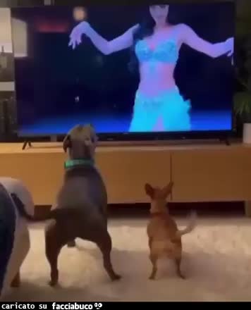 Gif Animata