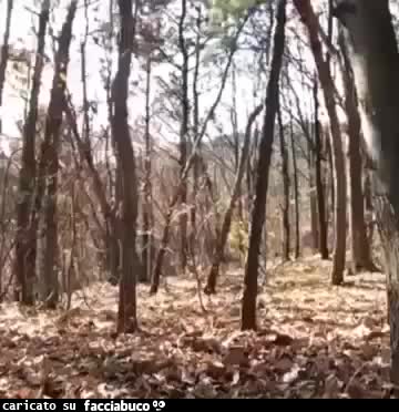 gif animata