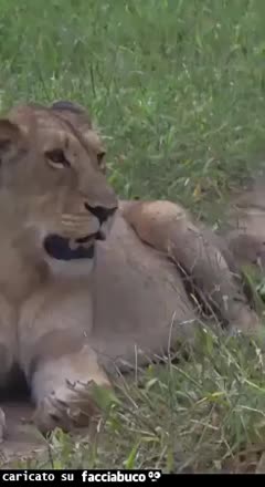 Gif Animata