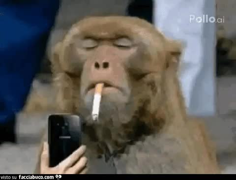gif animata