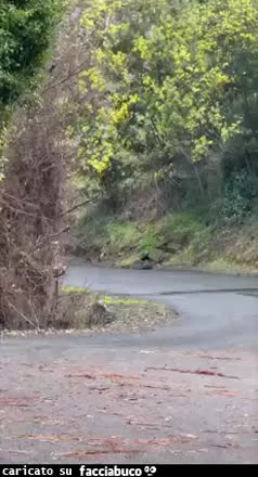 gif animata