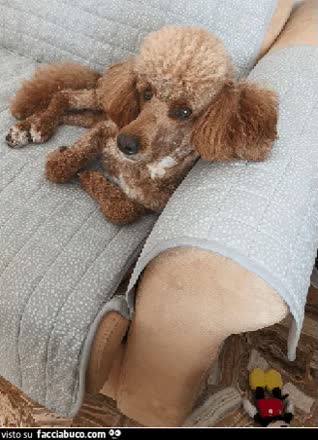 Gif Animata