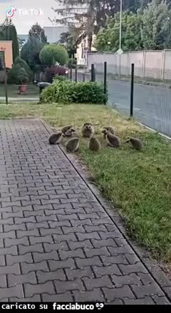 Gif Animata