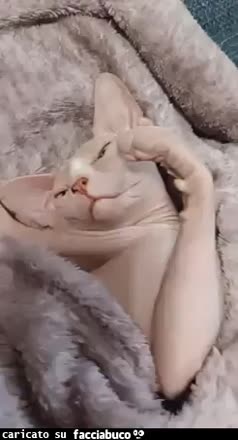 Gif Animata