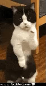 gif animata