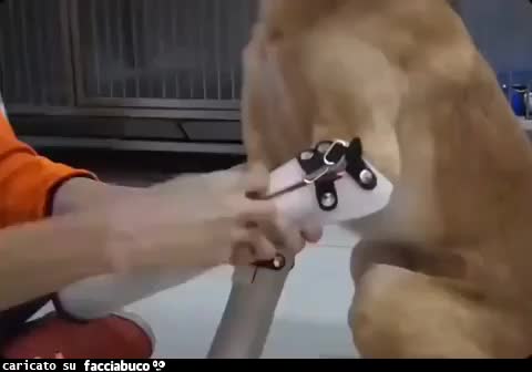 Gif Animata