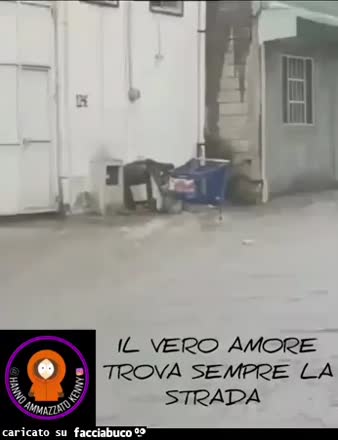 Gif Animata