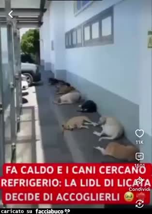 Gif Animata