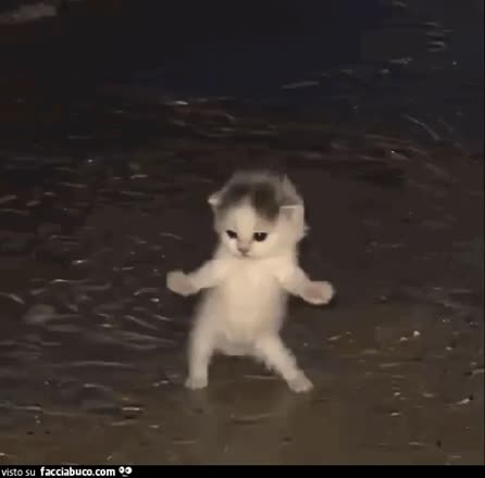 gif animata