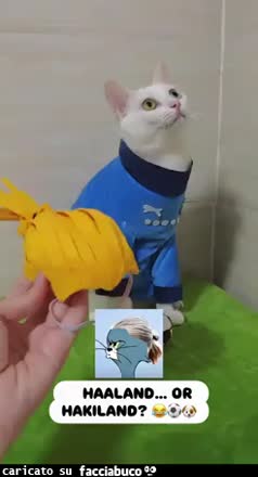 Gif Animata