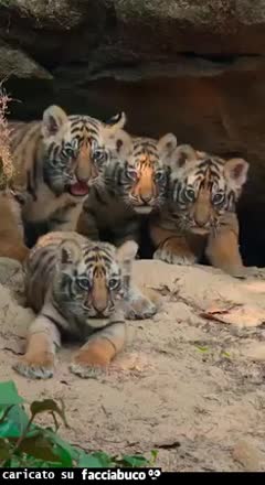 Gif Animata
