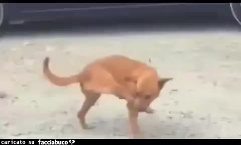 gif animata