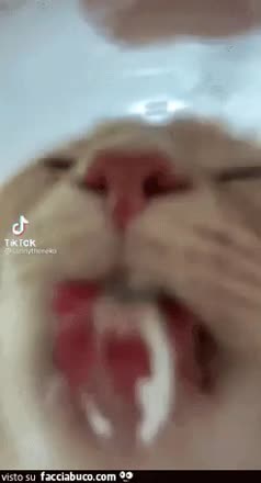 gif animata
