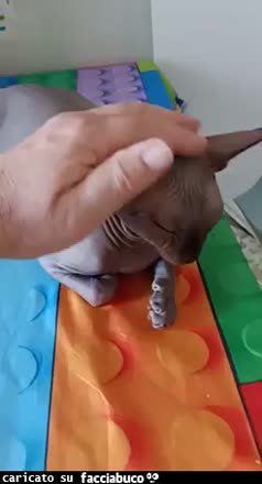 Gif Animata