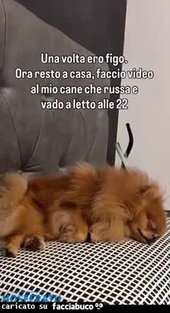 Il mio cane è leggenda