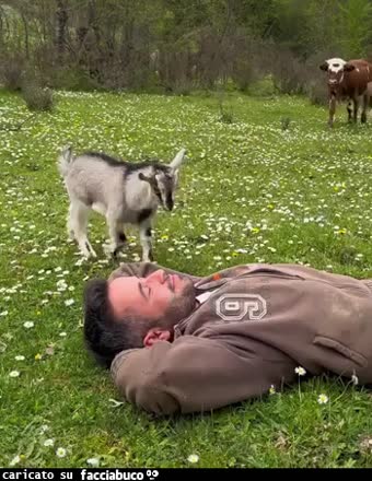 Gif Animata