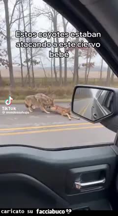 Gif Animata