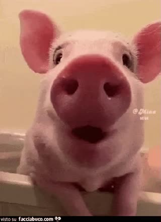 gif animata