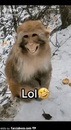 gif animata