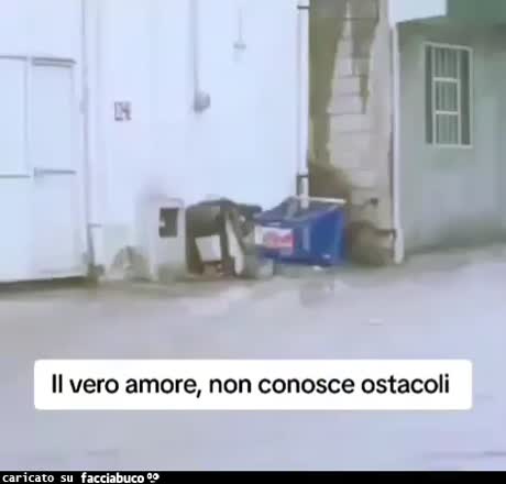 Gif Animata