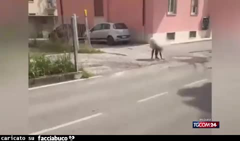 Gif Animata