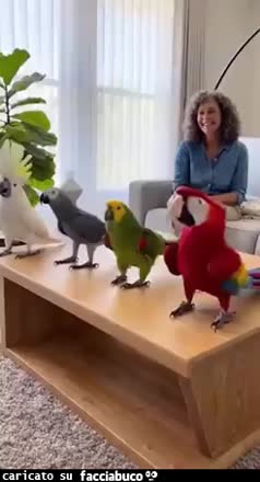 Gif Animata