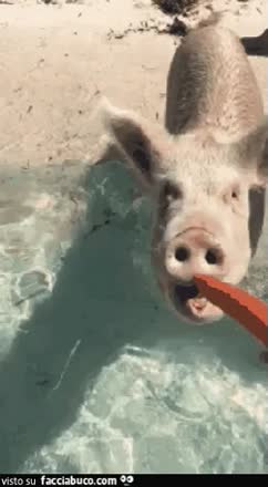 gif animata
