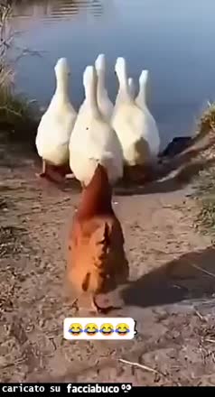 Gif Animata